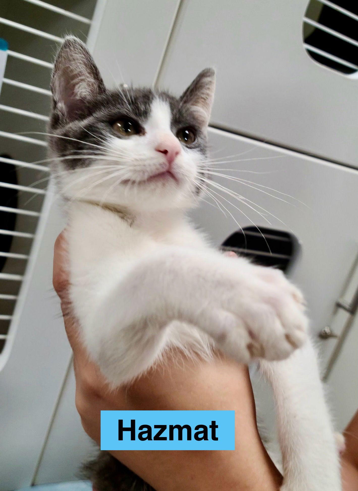 Hazmat, Adoptable, Young Male Domestic Short Hair.