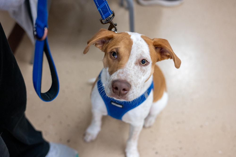 Oakley, Adoptable, Puppy Male Pit Bull Terrier.