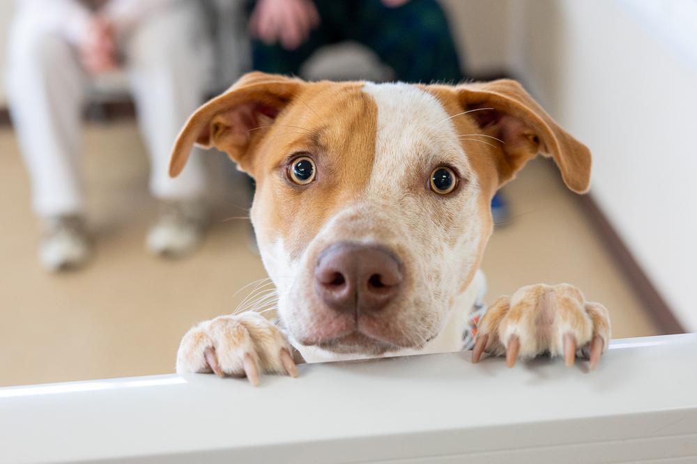 Enlarge Oakley, a Adoptable mixed breed in Mundelein, IL image 2/6