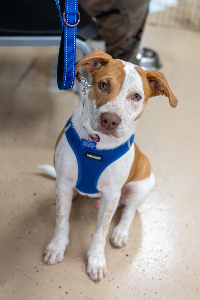 Enlarge Oakley, a Adoptable mixed breed in Mundelein, IL image 2/6