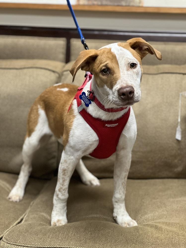 Enlarge Oakley, a Adoptable mixed breed in Mundelein, IL image 3/6