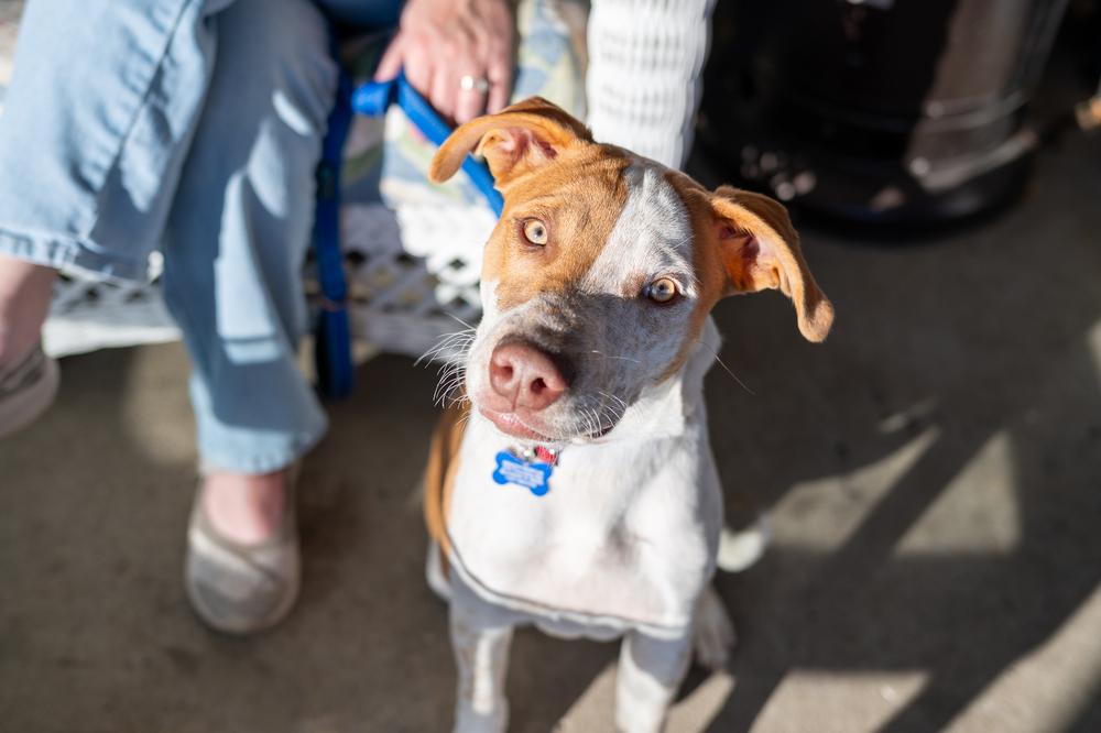 Enlarge Oakley, a Adoptable mixed breed in Mundelein, IL image 4/6