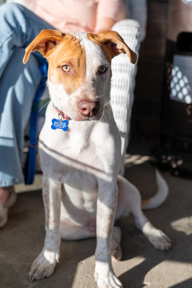 Enlarge Oakley, a Adoptable mixed breed in Mundelein, IL image 5/6