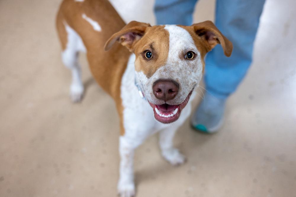 Enlarge Oakley, a Adoptable mixed breed in Mundelein, IL image 6/6