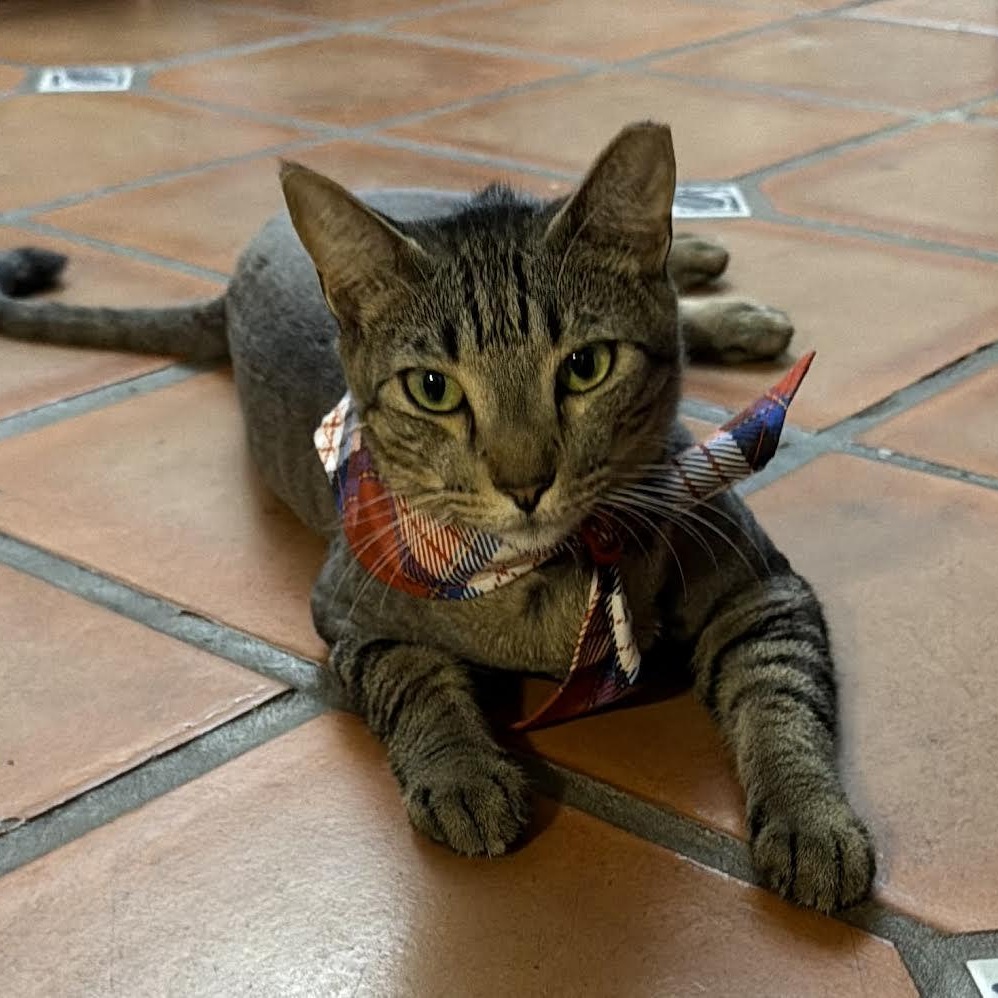 Sir Pepper, adopted, Adult Male Tabby.