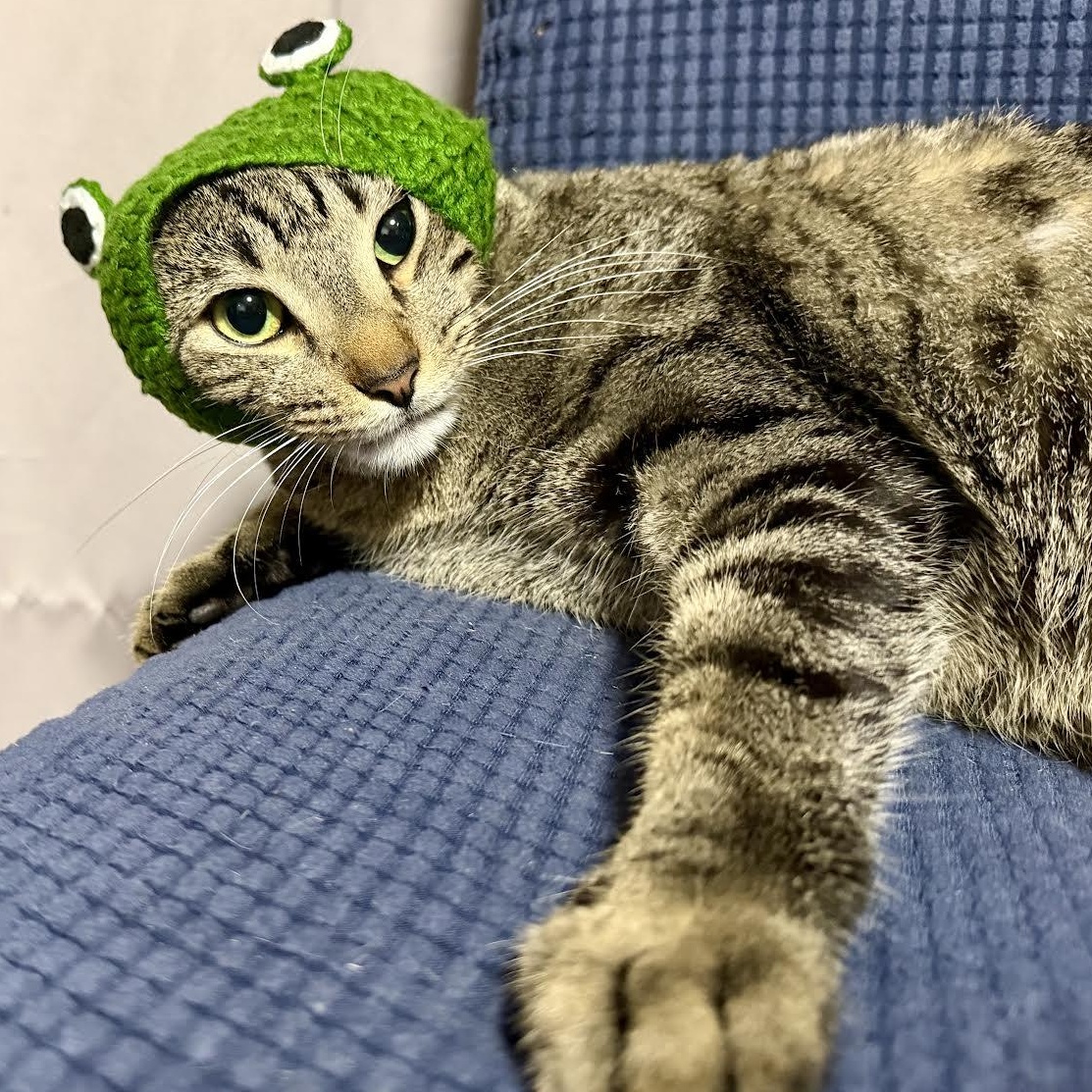 Enlarge Sir Pepper, an adopted Tabby in Vernon , CT image 6/6