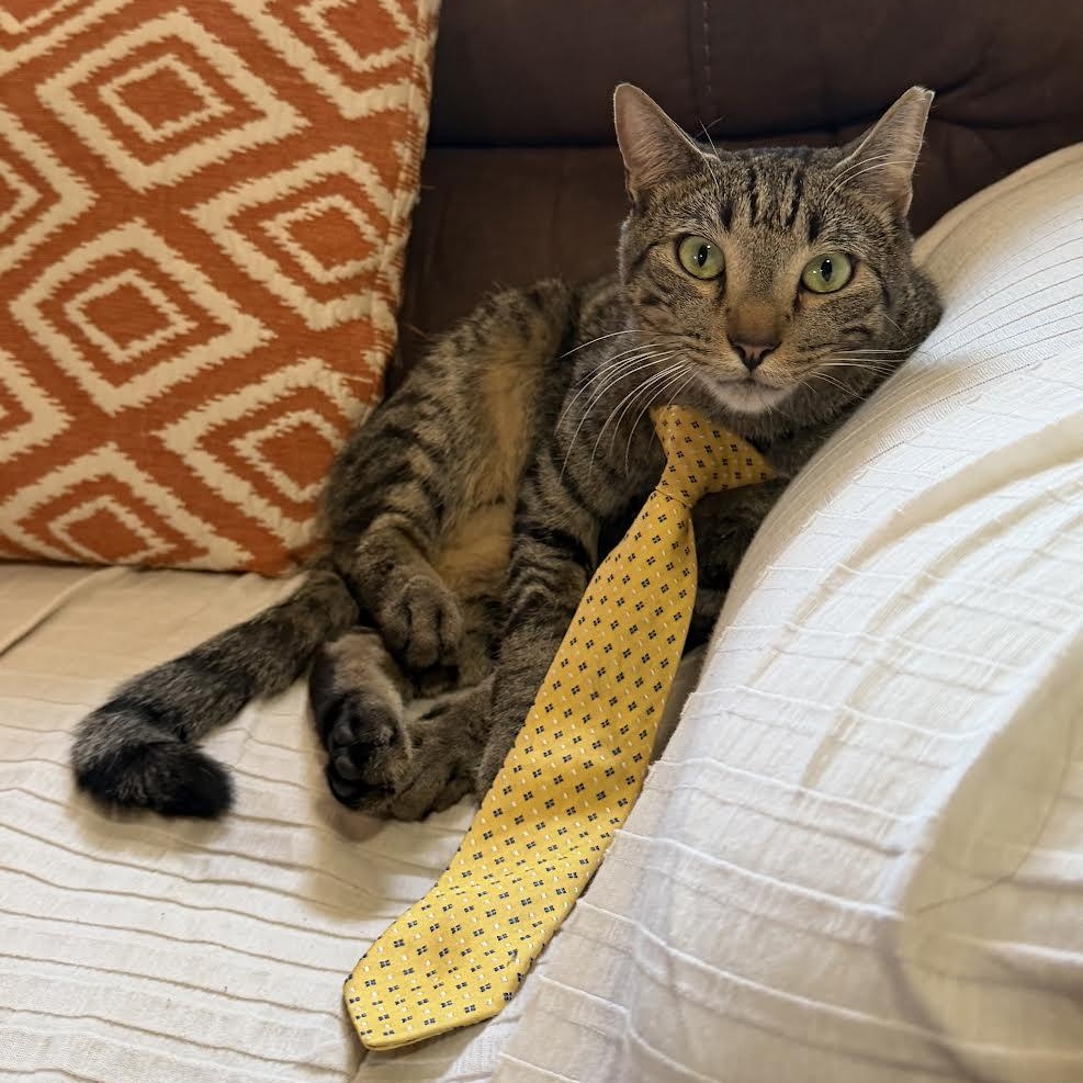 Enlarge Sir Pepper, an adopted Tabby in Vernon , CT image 4/6