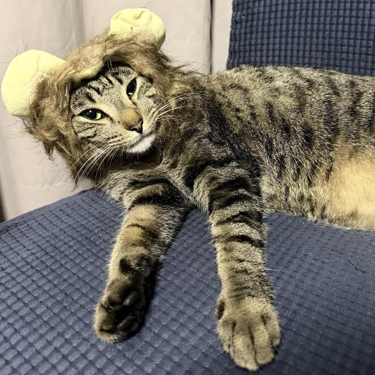 Enlarge Sir Pepper, an adopted Tabby in Vernon , CT image 5/6