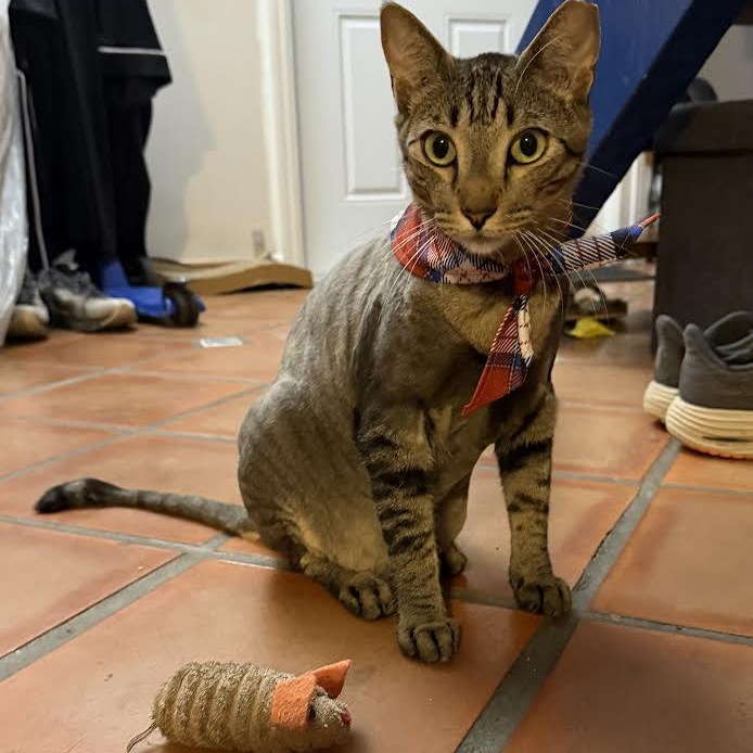 Enlarge Sir Pepper, an adopted Tabby in Vernon , CT image 2/6
