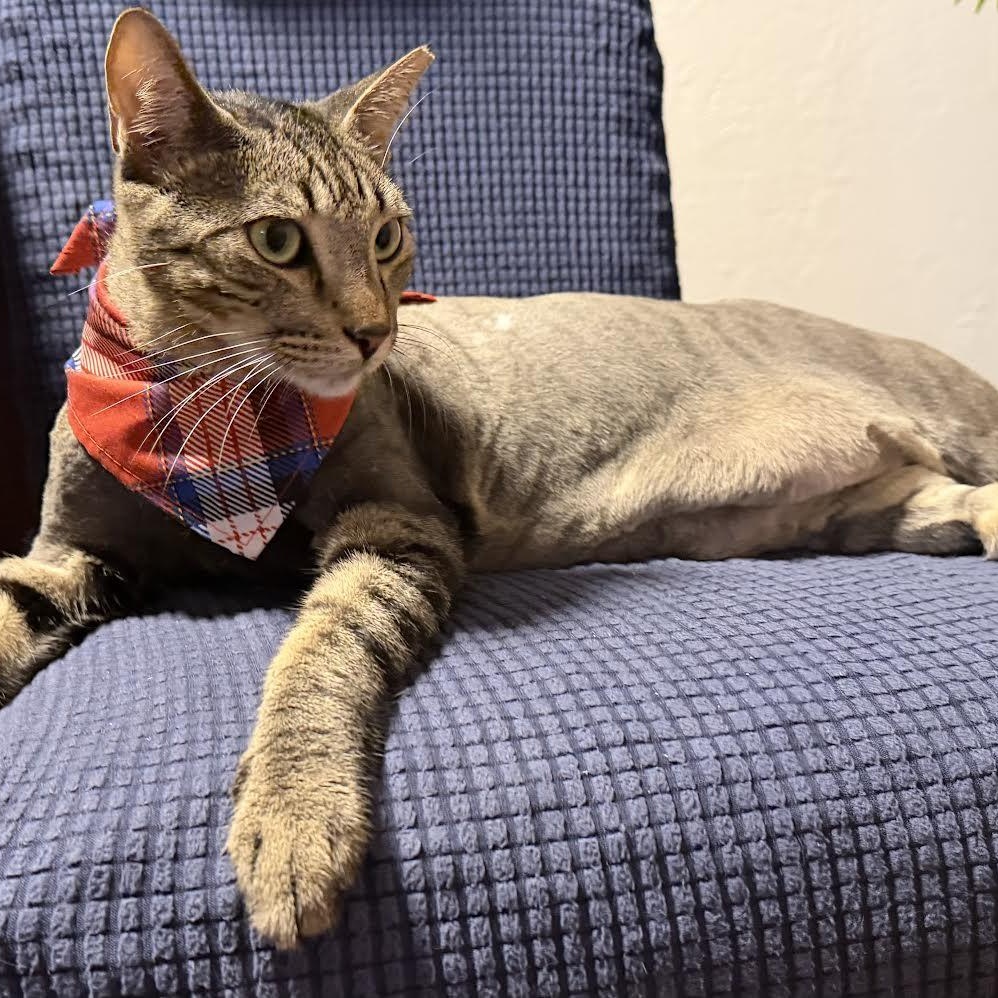 Enlarge Sir Pepper, an adopted Tabby in Vernon , CT image 3/6