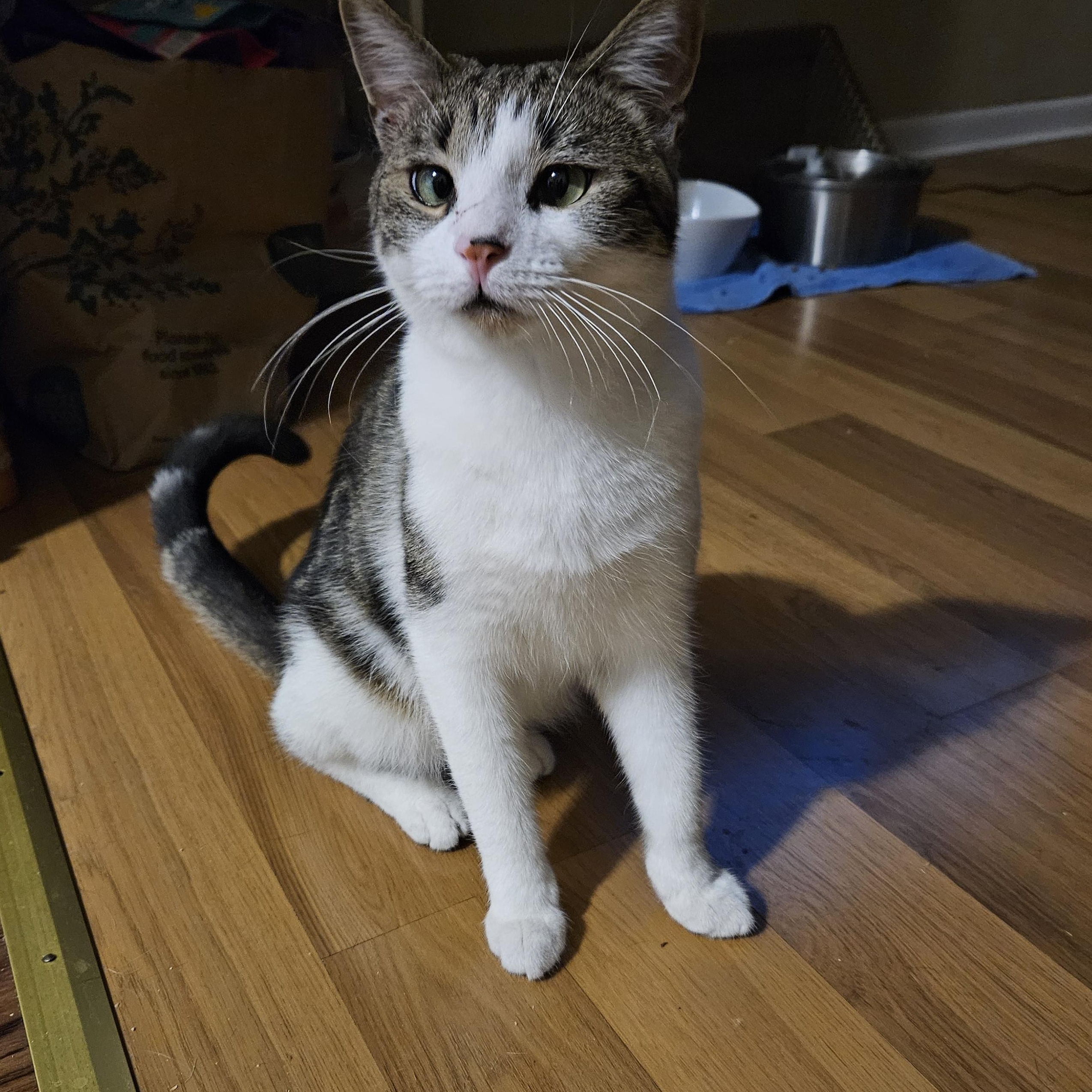 Mackerel, Young Male Domestic Short Hair