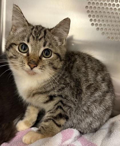 Westley, Adoptable, Kitten Male Domestic Short Hair & Domestic Short Hair.