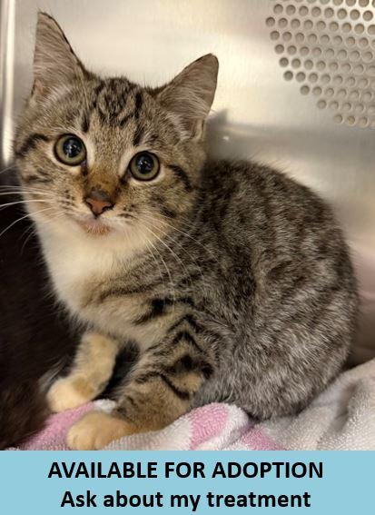 Enlarge Westley, a Adoptable mixed breed in Eugene, OR image 2/2