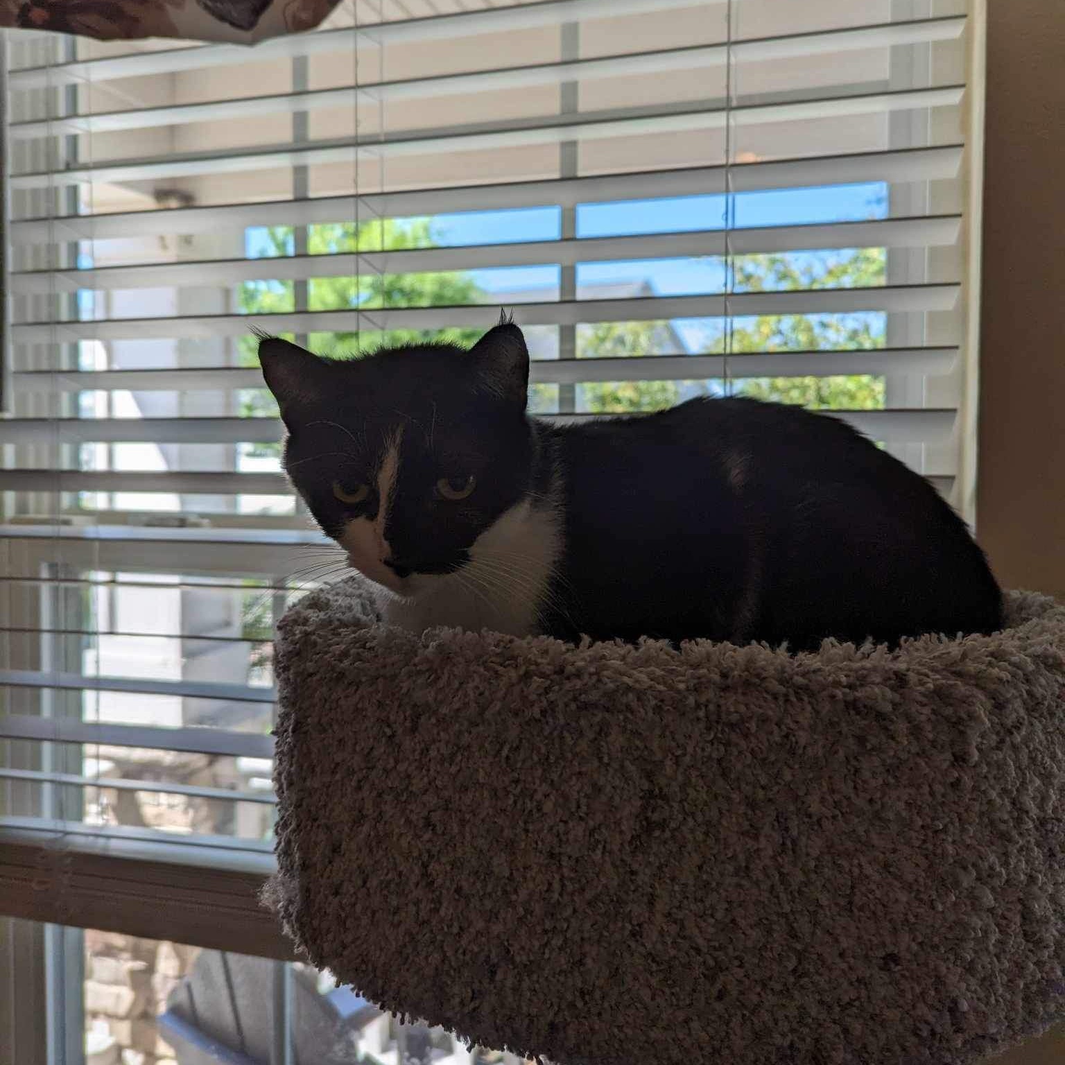 Hyde- in foster home