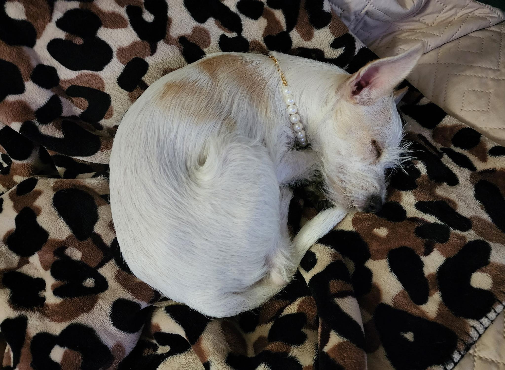 Enlarge Daisy, a Adoptable mixed breed in Salem, OR image 4/6