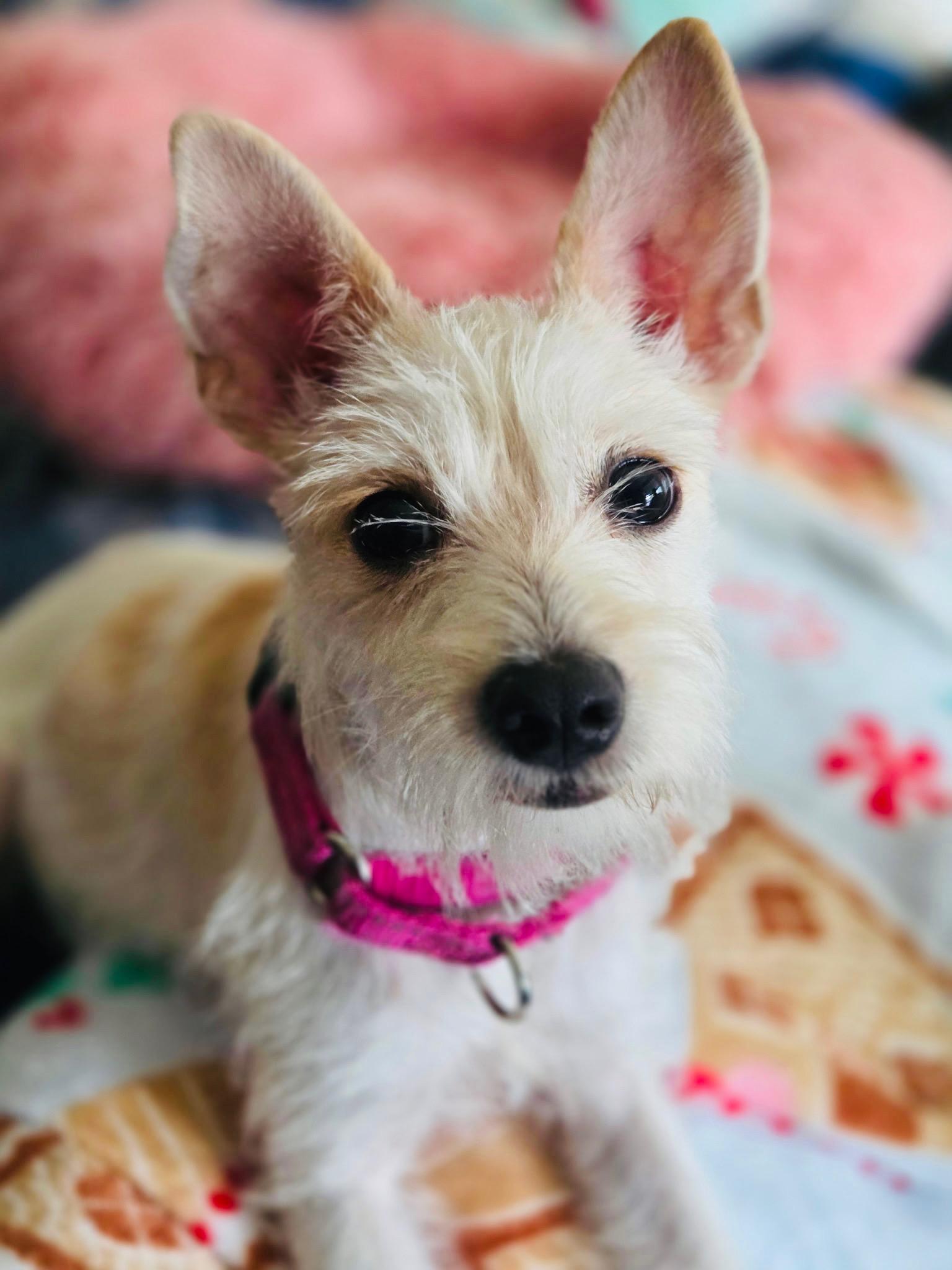 Enlarge Daisy, a Adoptable mixed breed in Salem, OR image 6/6