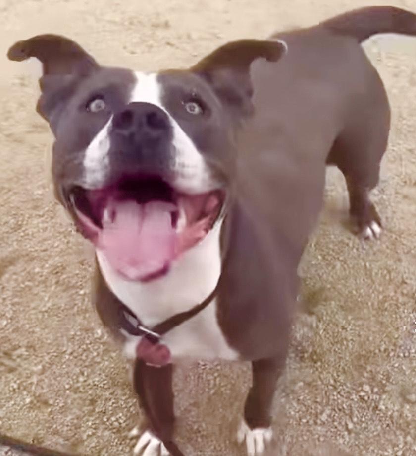 Bruce-Loves Dogs and People Too