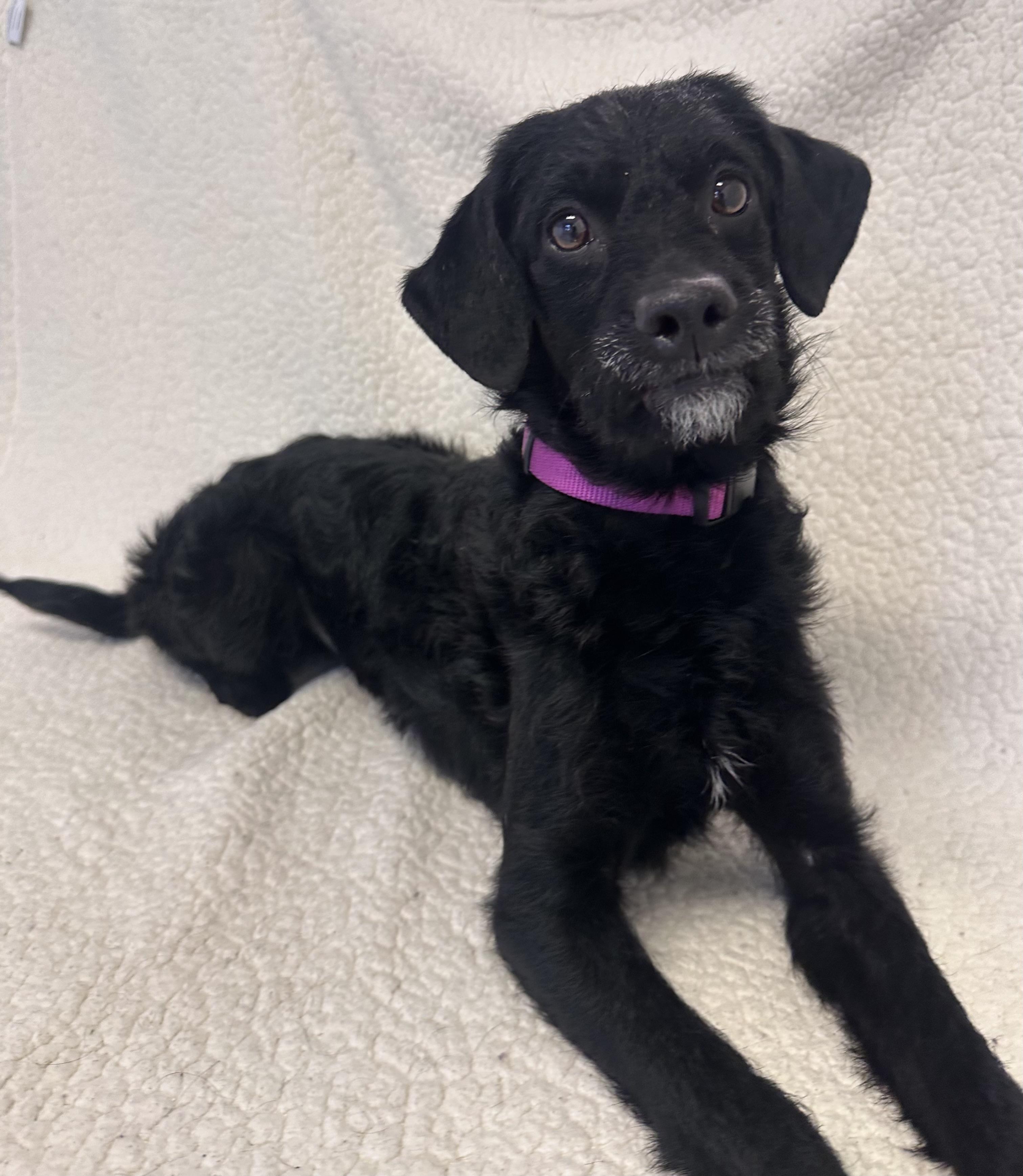 Enlarge Emmalou, a ADOPTABLE mixed breed in Buffalo, MN image 1/1