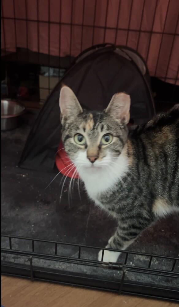 Penelope Garcia, Adoptable, Young Female Domestic Short Hair.
