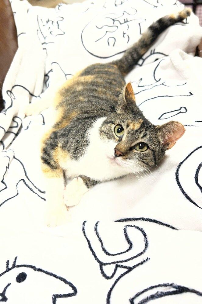 Enlarge Penelope Garcia, a Adoptable Domestic Short Hair in Little Rock, AR image 3/3