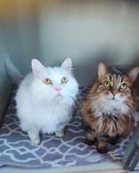 Max and Angel, ADOPTABLE, Senior Male Domestic Long Hair.