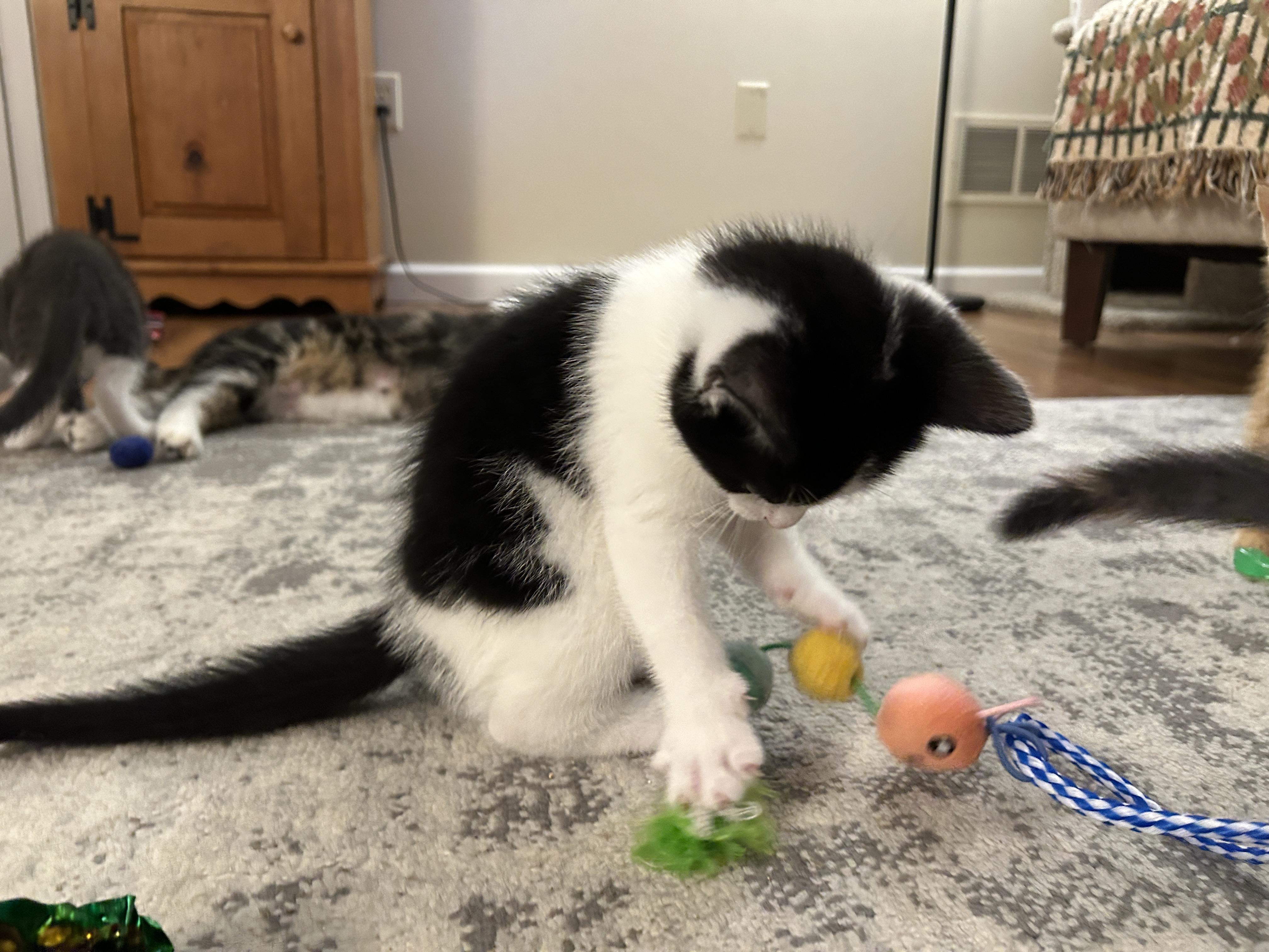 Enlarge Jack Daniel, a Adopted mixed breed in BREINIGSVILLE, PA image 1/6