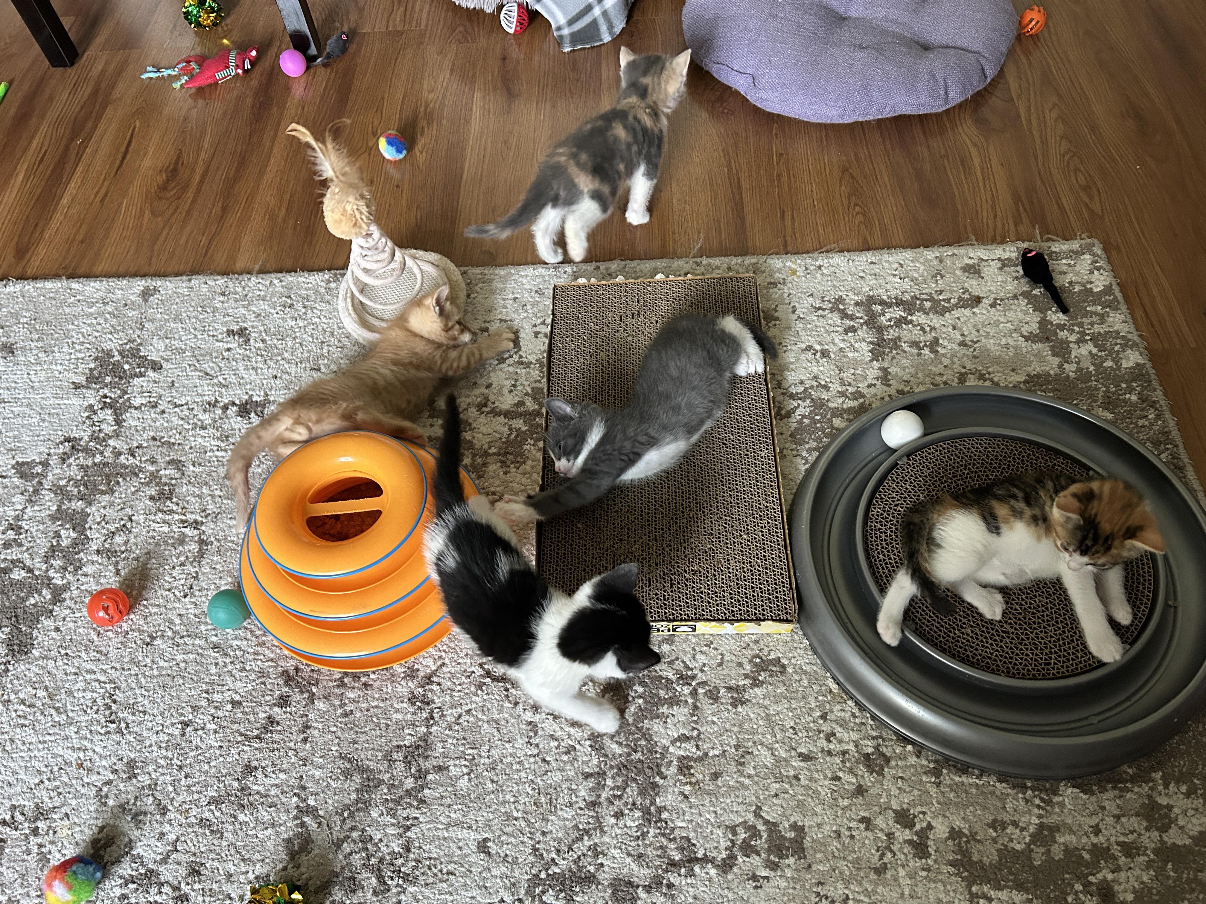 Enlarge Jack Daniel, a Adopted mixed breed in BREINIGSVILLE, PA image 2/6