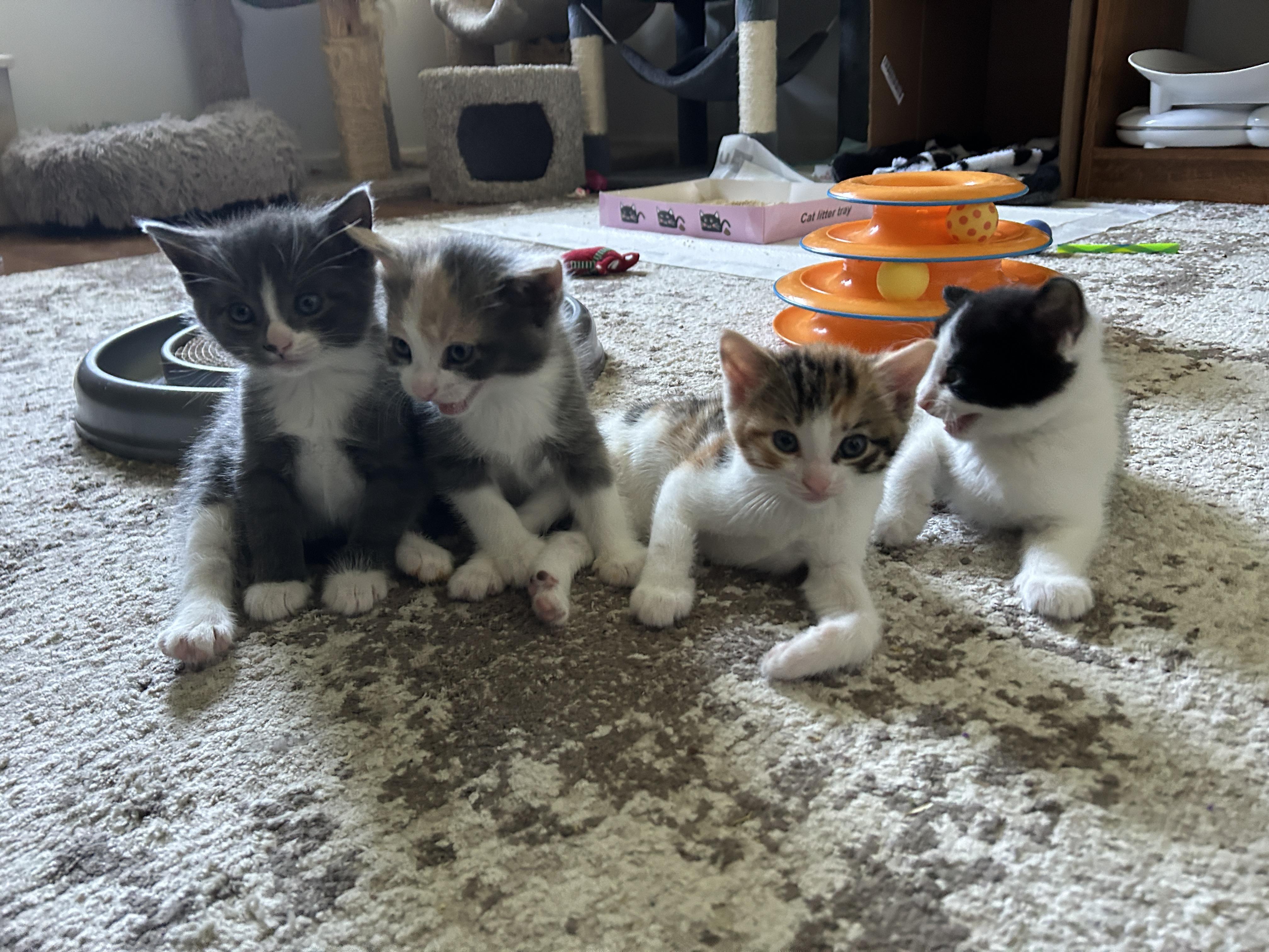 Enlarge Jack Daniel, a Adopted mixed breed in BREINIGSVILLE, PA image 3/6