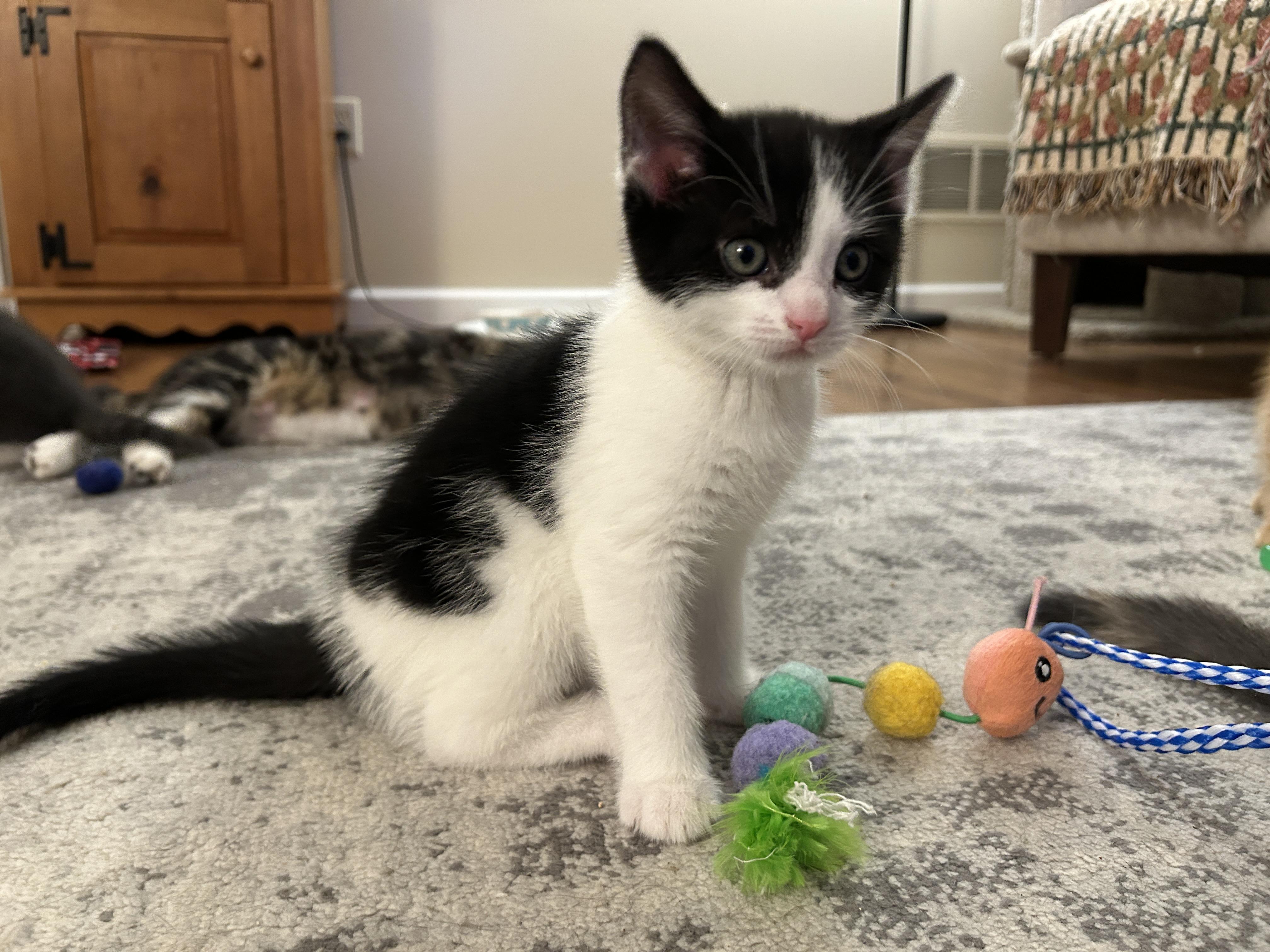 Enlarge Jack Daniel, a Adopted mixed breed in BREINIGSVILLE, PA image 4/6