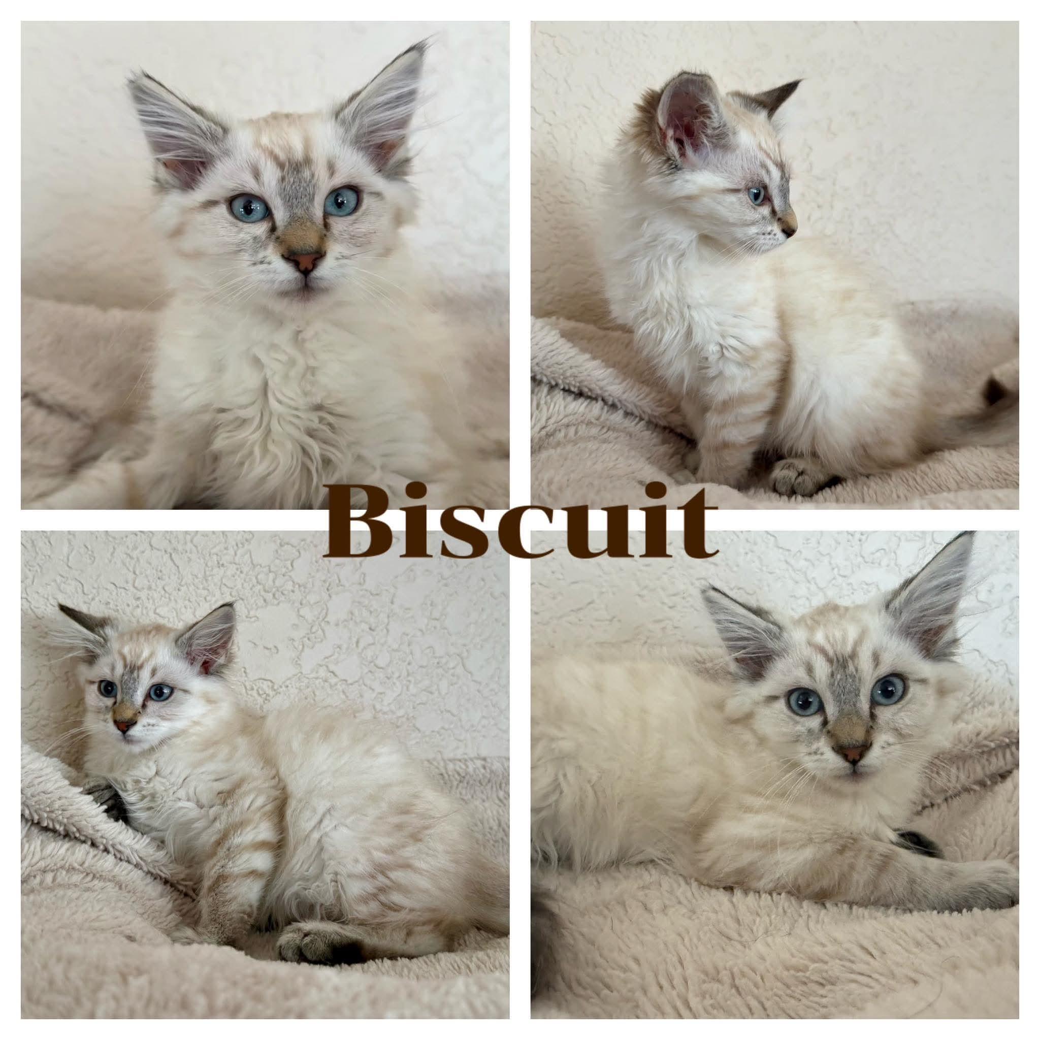 Biscuit, Adopted, Kitten Male Siamese & Domestic Long Hair.