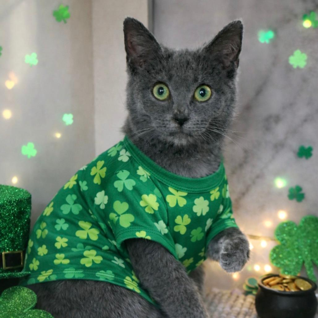 Raphael , Adoptable, Kitten Female Domestic Short Hair.