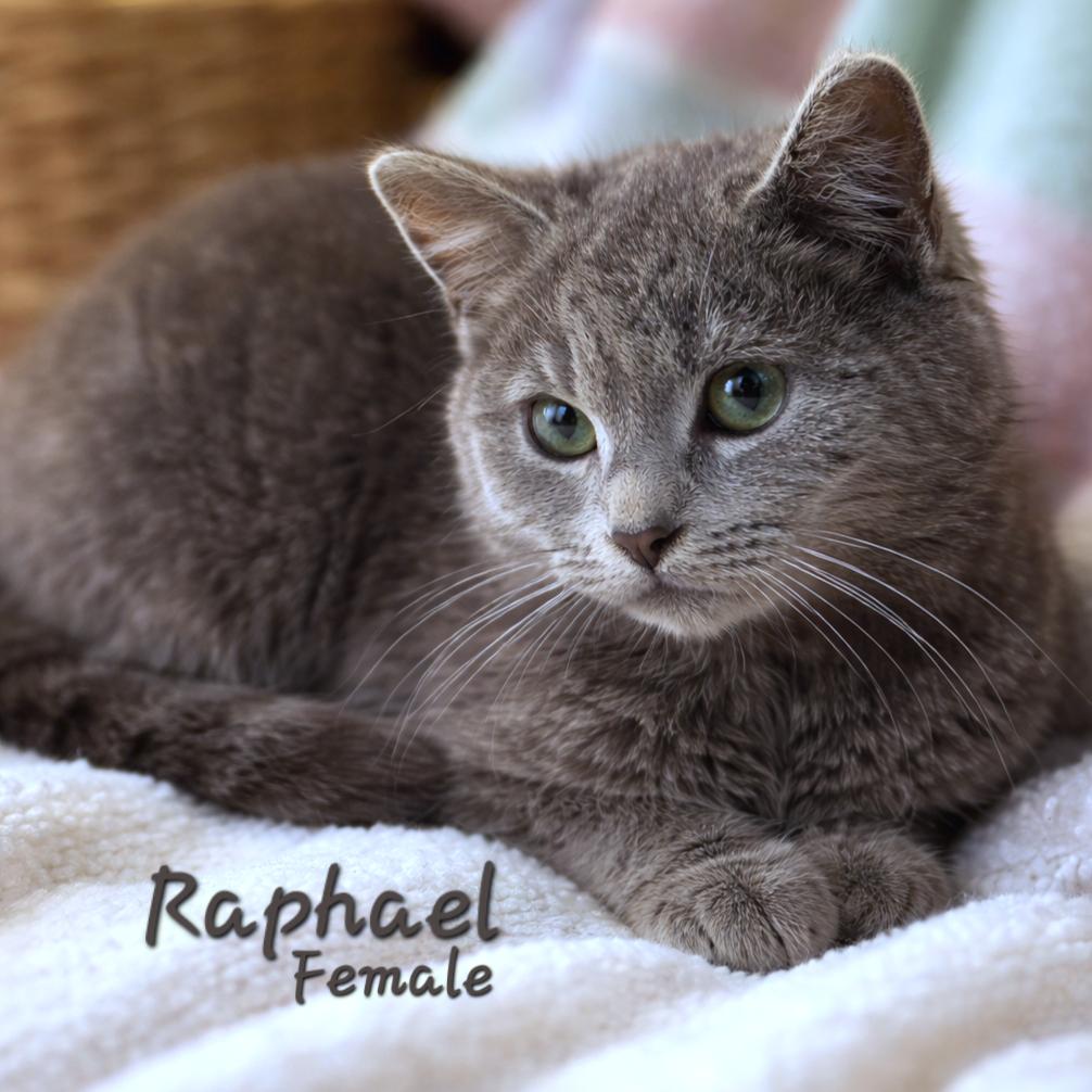 Raphael , a Adoptable Domestic Short Hair in Quincy , OH image 2/2