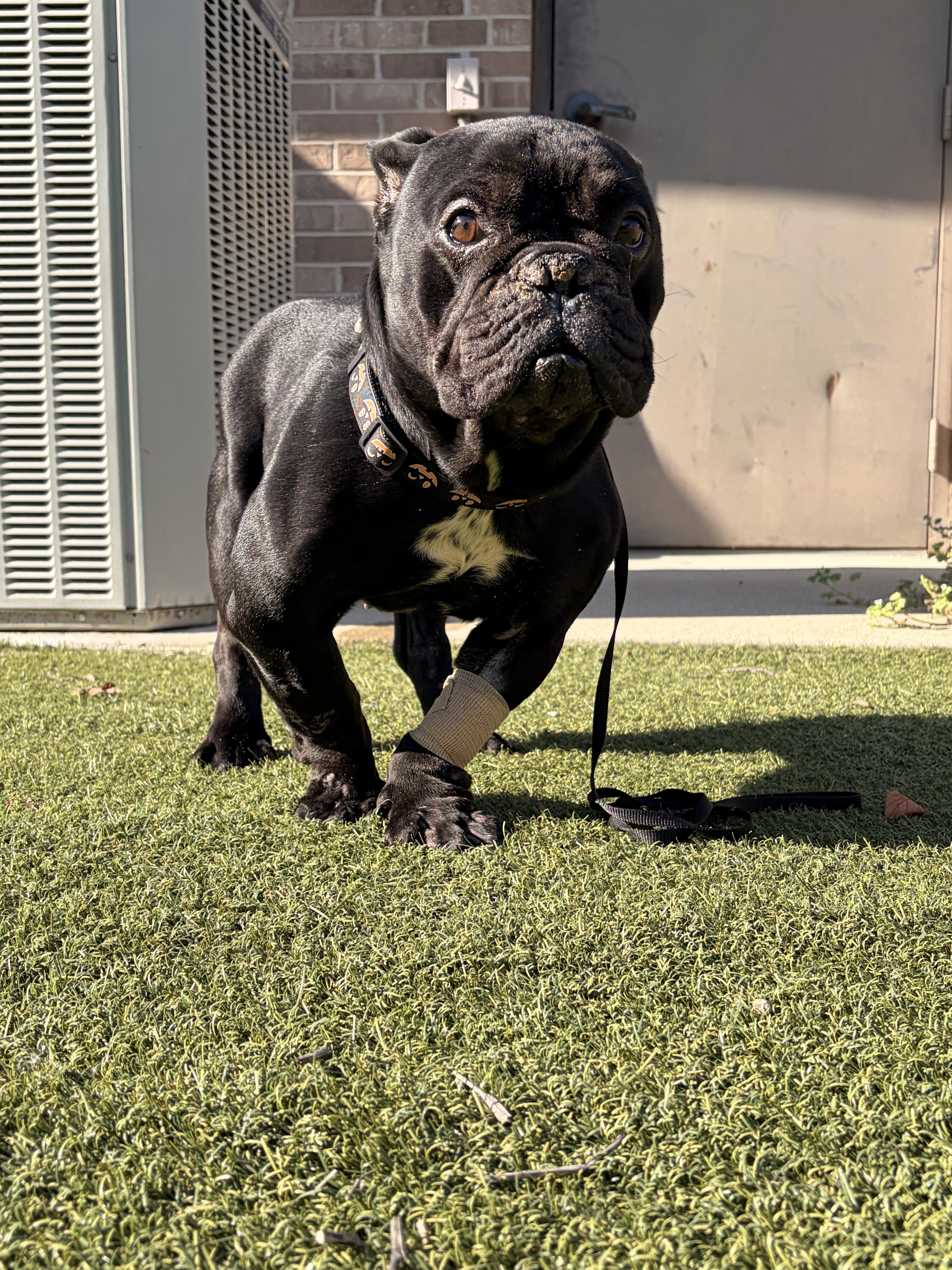 Enlarge Toothless, a Adoptable Bulldog in Byron, IL image 5/6