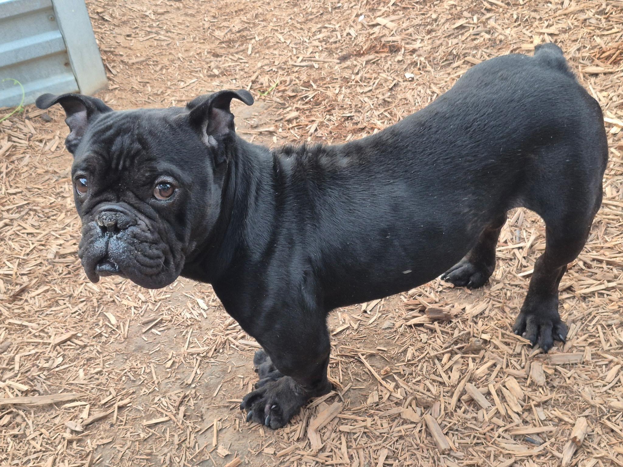 Enlarge Toothless, a Adoptable Bulldog in Byron, IL image 1/6