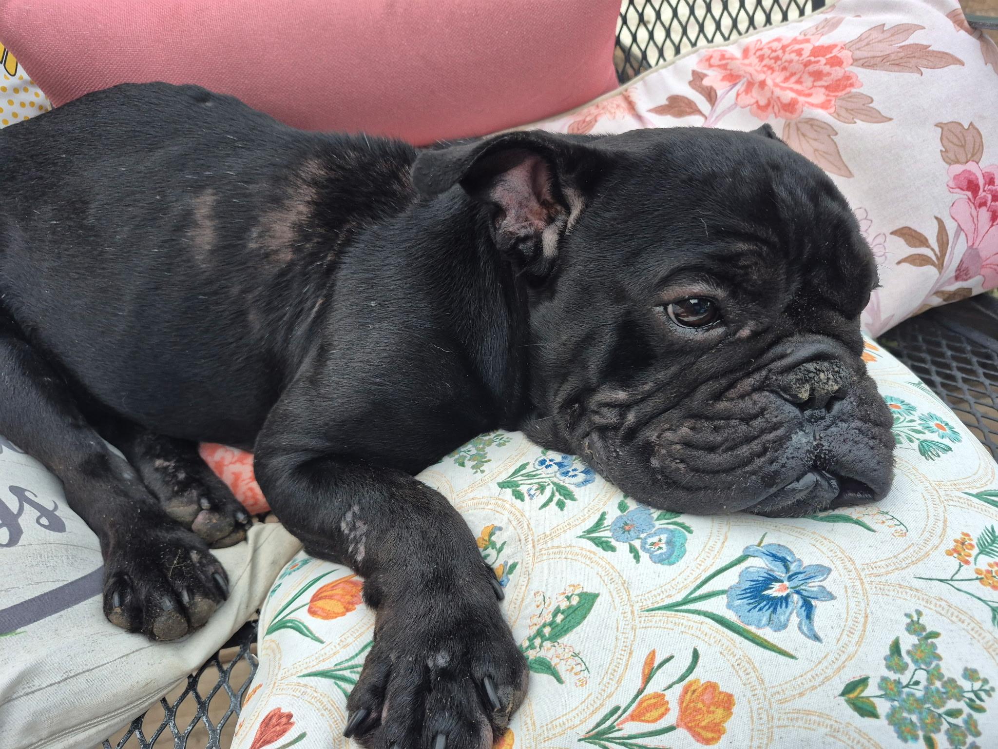 Enlarge Toothless, a Adoptable Bulldog in Byron, IL image 3/6