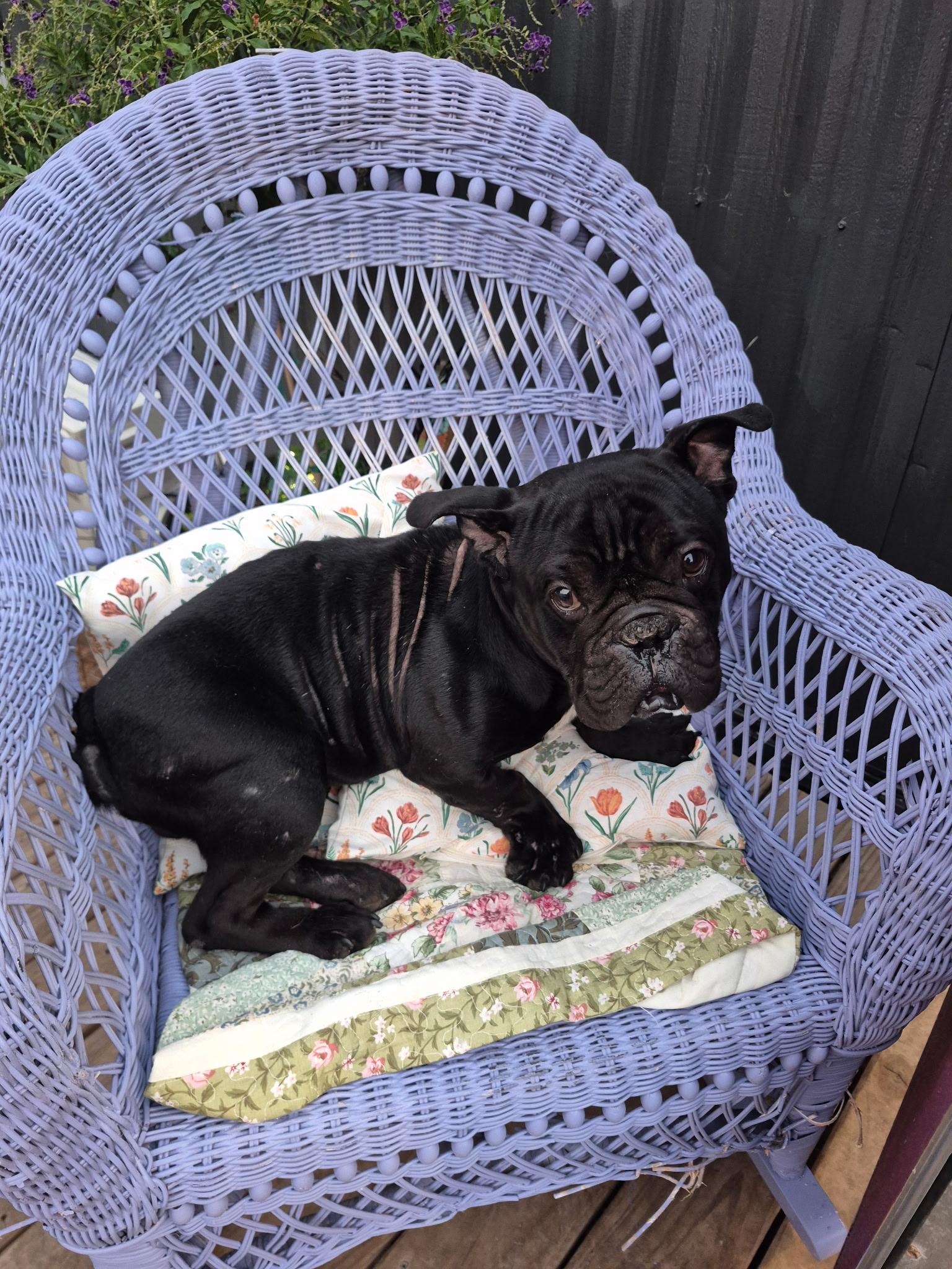 Enlarge Toothless, a Adoptable Bulldog in Byron, IL image 2/6