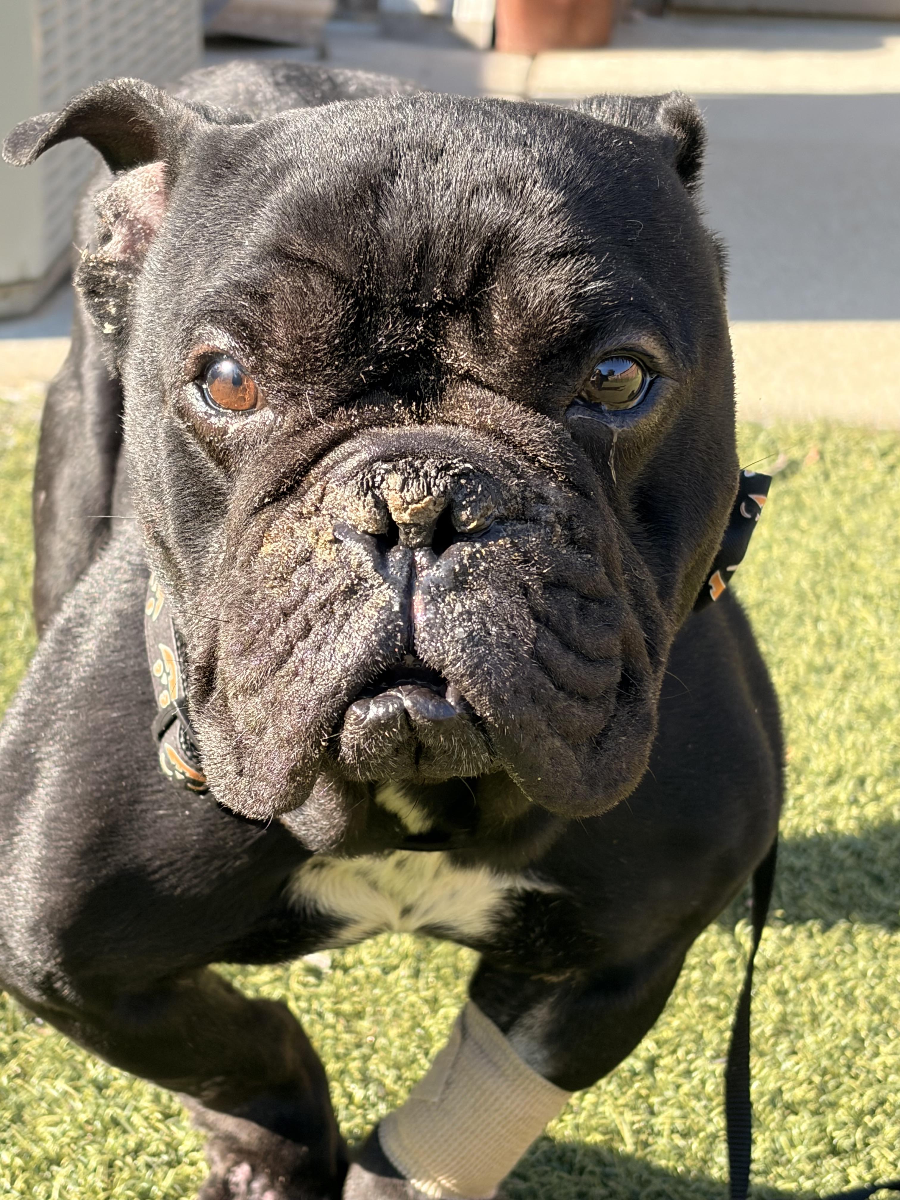 Enlarge Toothless, a Adoptable Bulldog in Byron, IL image 6/6