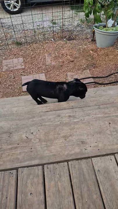 Enlarge Toothless, a Adoptable Bulldog in Byron, IL video 4/6