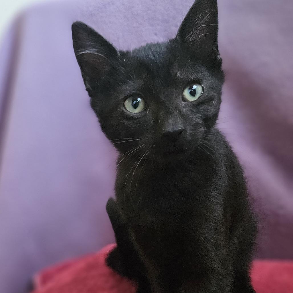 Enlarge Poppyseed, a Adoptable Domestic Short Hair in Baker City, OR image 1/1