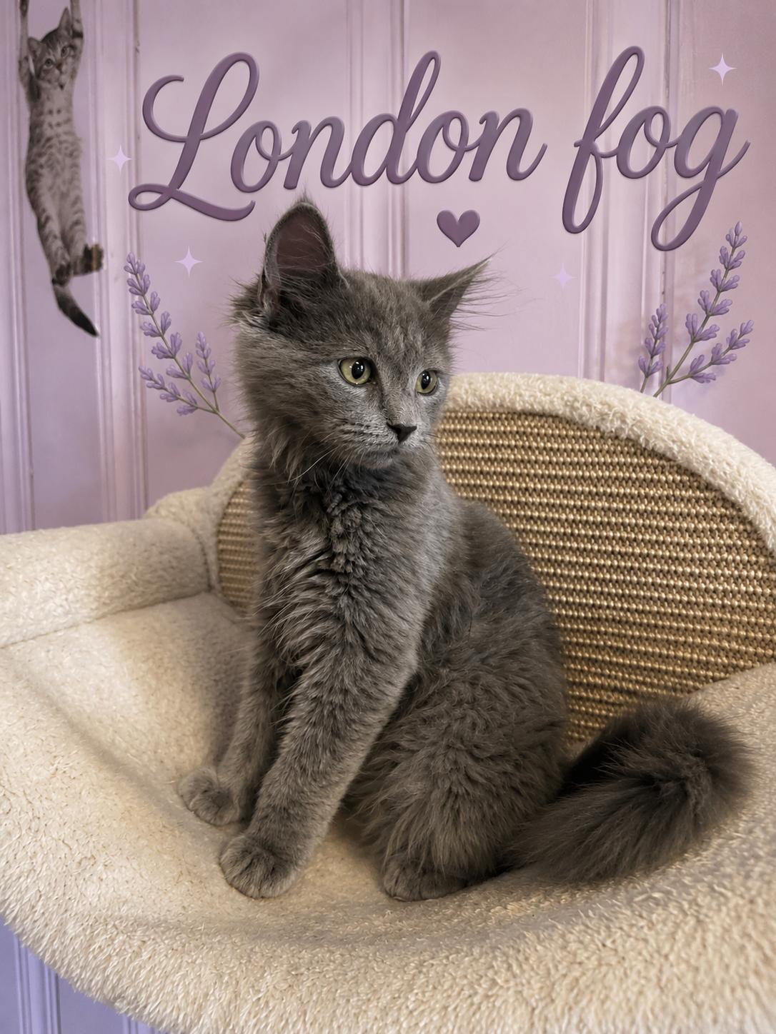 London Fog, adopted, Kitten Male American Shorthair.