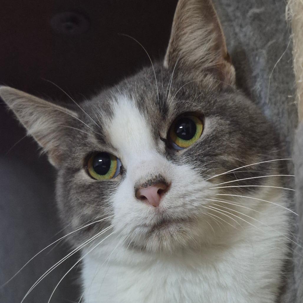 Peter, Adoptable, Young Male Domestic Short Hair.