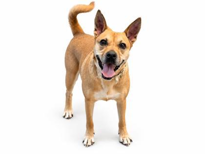 Violet, Adoptable, Adult Female Feist & Mixed Breed.
