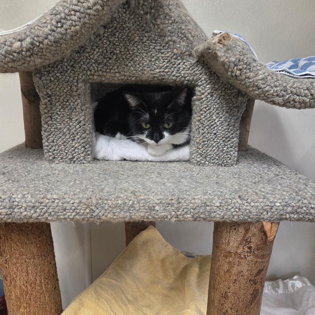 Enlarge Penelope, a Adoptable Domestic Short Hair in Dillsburg, PA image 6/6
