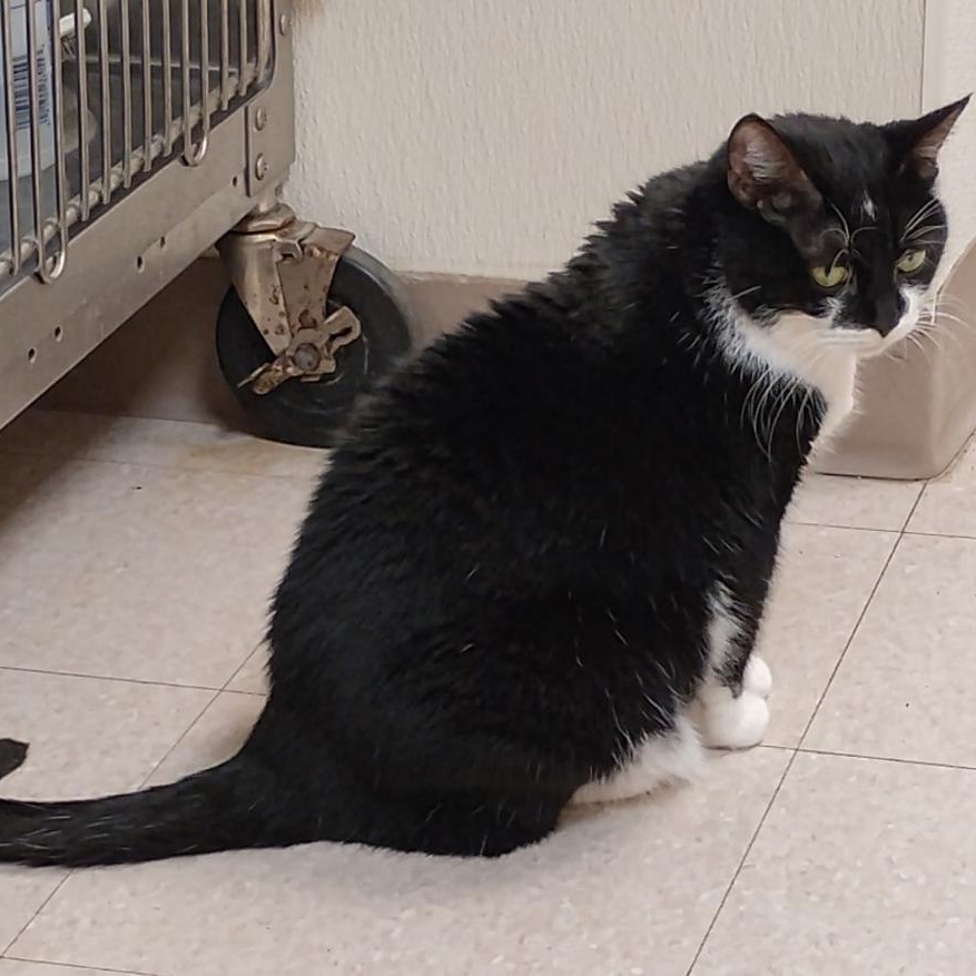 Enlarge Penelope, a Adoptable Domestic Short Hair in Dillsburg, PA image 6/6