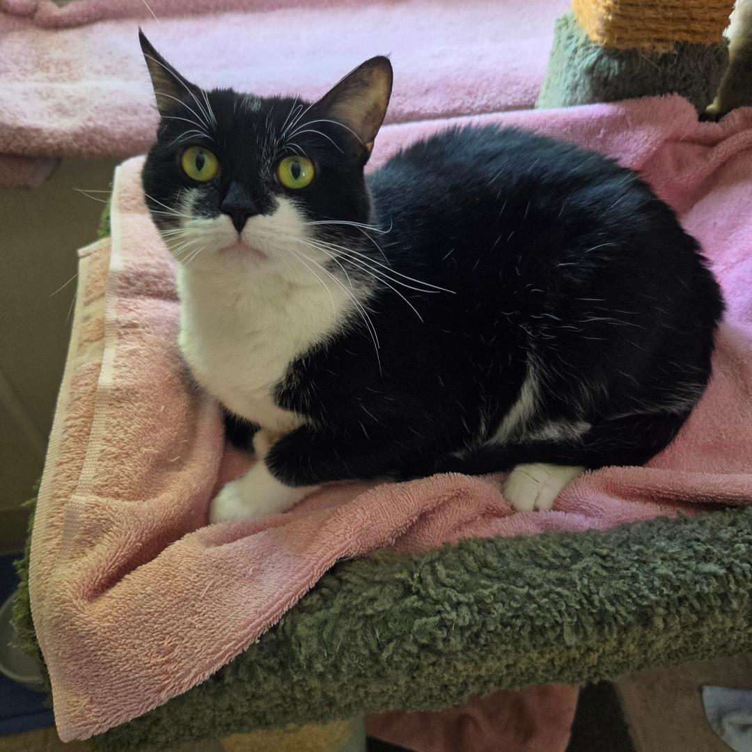 Penelope, Adoptable, Adult Female Domestic Short Hair.