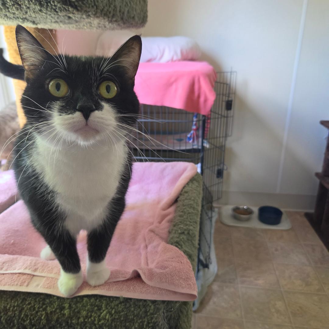 Enlarge Penelope, a Adoptable Domestic Short Hair in Dillsburg, PA image 2/6