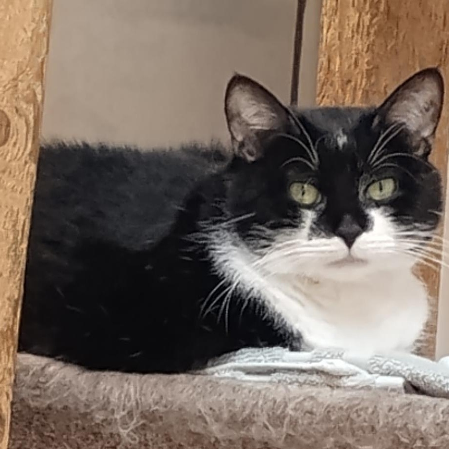 Enlarge Penelope, a Adoptable Domestic Short Hair in Dillsburg, PA image 4/6