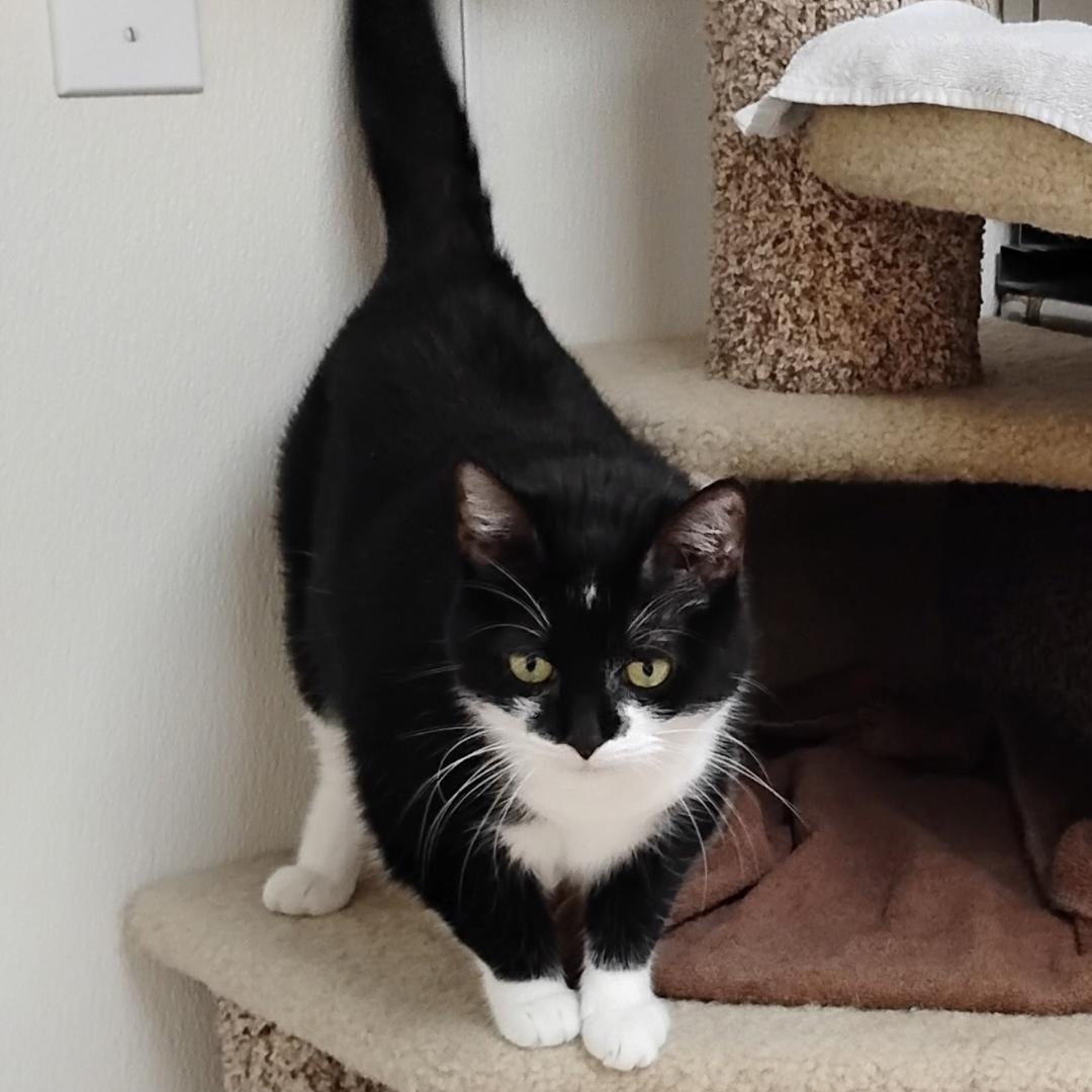 Enlarge Penelope, a Adoptable Domestic Short Hair in Dillsburg, PA image 5/6