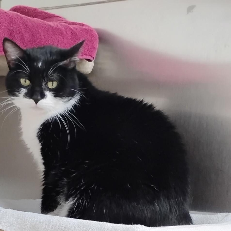 Enlarge Penelope, a Adoptable Domestic Short Hair in Dillsburg, PA image 3/6