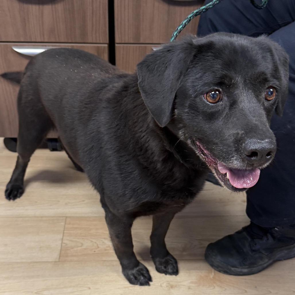 26-513 Blue, Adoptable, Senior Male Black Labrador Retriever & Mixed Breed.